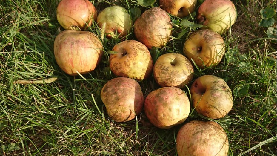 Jesensko sadje | Herbstfrüchte