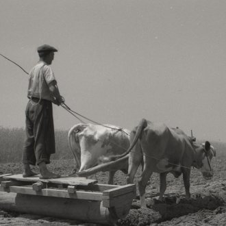 Brananje v Prekmurju leta 1956. Foto: Jože Kološa-Kološ. Hrani: Pomurski muzej Murska Sobota. 