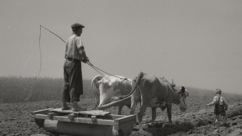 Brananje v Prekmurju leta 1956. Foto: Jože Kološa-Kološ. Hrani: Pomurski muzej Murska Sobota. 