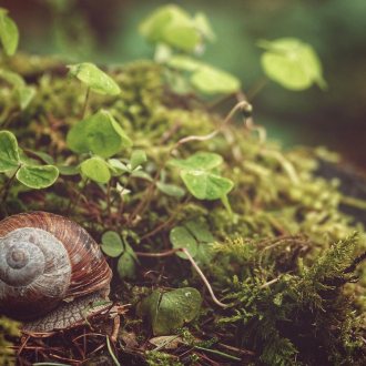 Bild zu:Die Natur als Maß aller Dinge, und nicht der Mensch!?