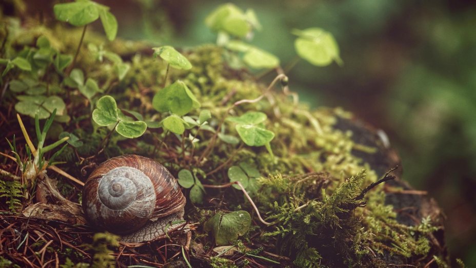 Die Natur als Maß aller Dinge, und nicht der Mensch!?