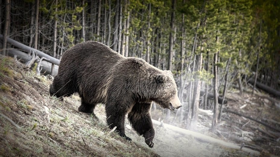 28. Feber 2025 ab 22:00 Uhr: Der Bär ist los!